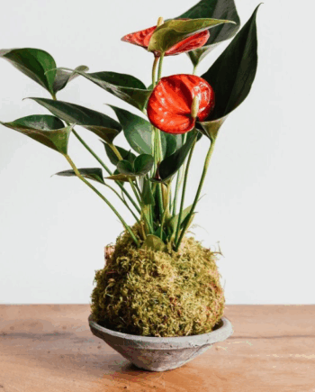 Atelier création florale Kokédama // Botao Fleurs