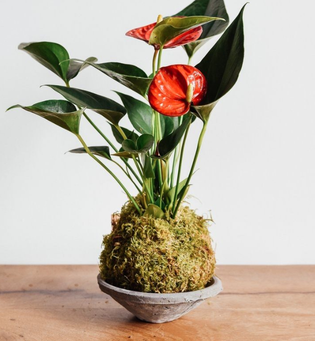 Atelier création florale Kokédama // Botao Fleurs